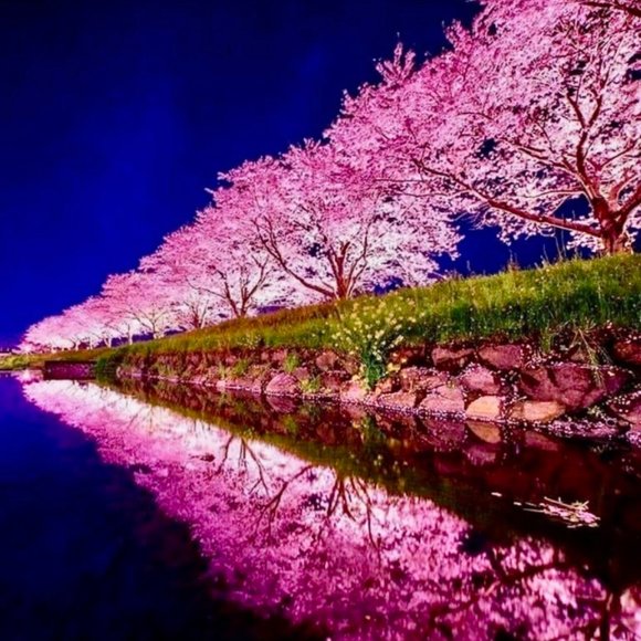 Meet your Posher, Romy - Picture 1 of 1